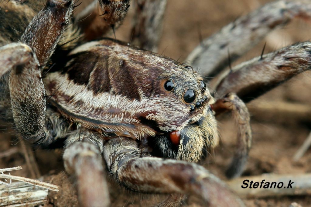 Hogna radiata - Padriciano (TS)